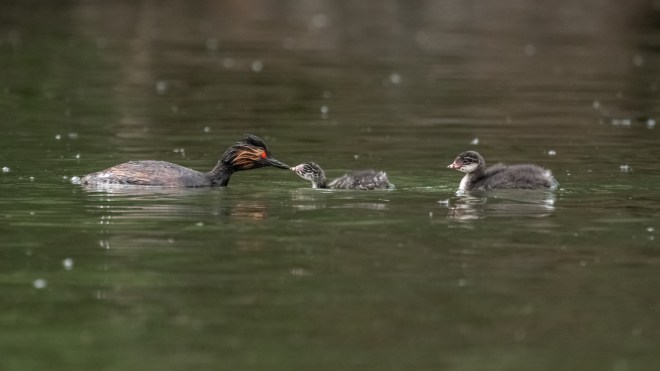 Grèbe à cou noir, Pierre Peignois