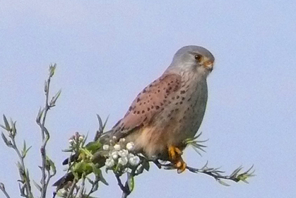 Fiche 39 :  Le Faucon&nbsp;crécerelle