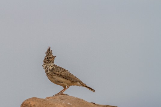 Cochevis huppé - Vincent Rasson