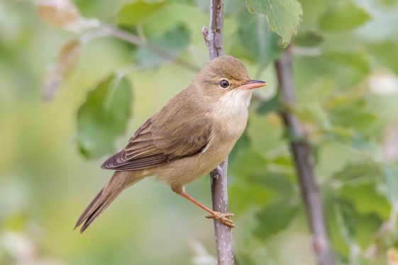 Rousserolle verderolle - Hélécine - Victor Claes