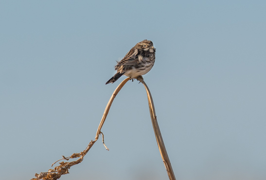 Bruant des roseaux - Didier Kint