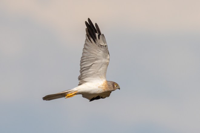 Busard pâle Victor Claes 2020_08