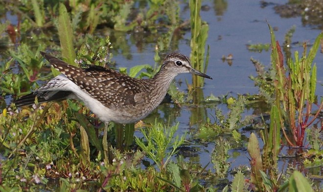 Chevalier sylvain - Philippe Selke