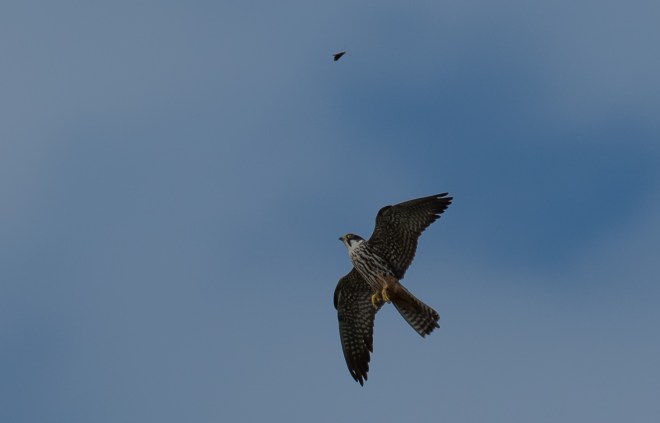 Faucon hobereau - Didier Kint