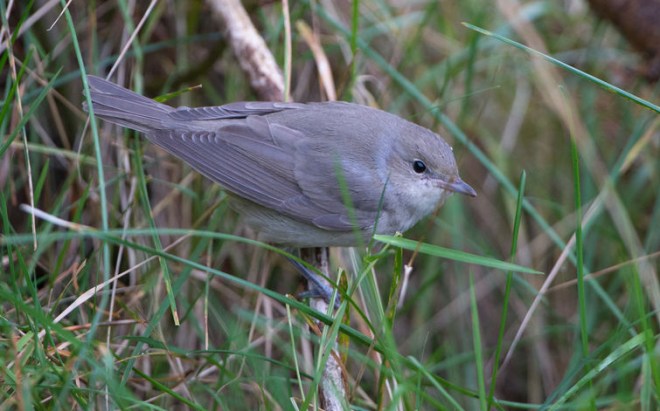Fauvette des jardins - Marc Fasol