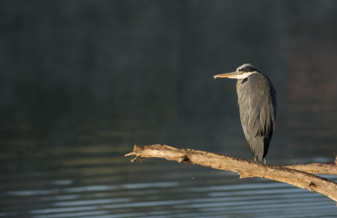 Héron cendré - Bernard Danhaive - Genval