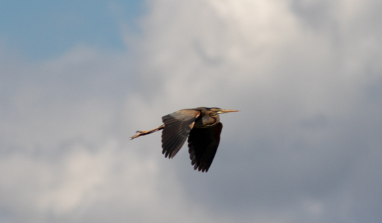 Héron pourpré - Bernard Danhaive