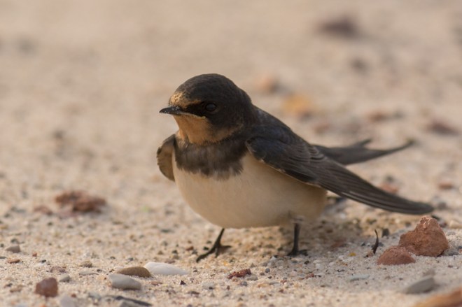 Hirondelle rustique -  Didier Kint