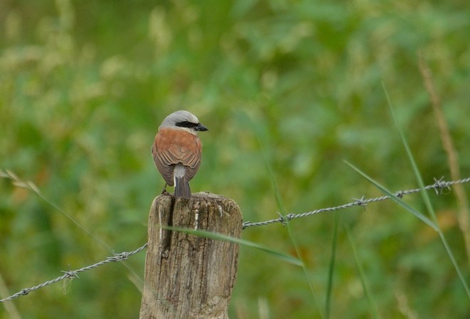 Piegrièche écorcheur - Pierre Peignois
