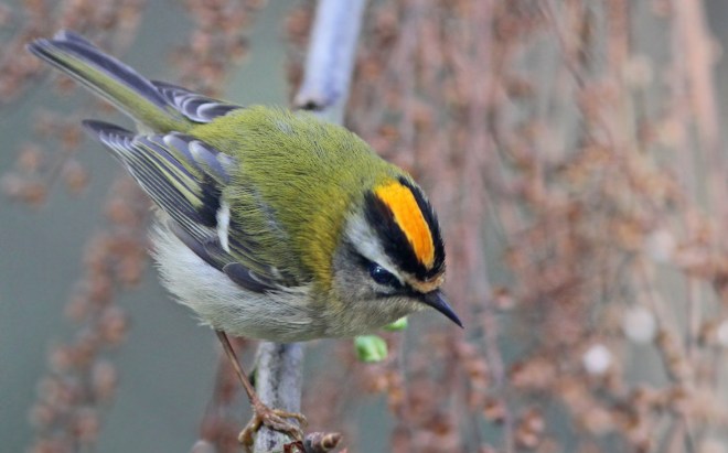 Roitelet à triple bandeau - Jules Fouarge