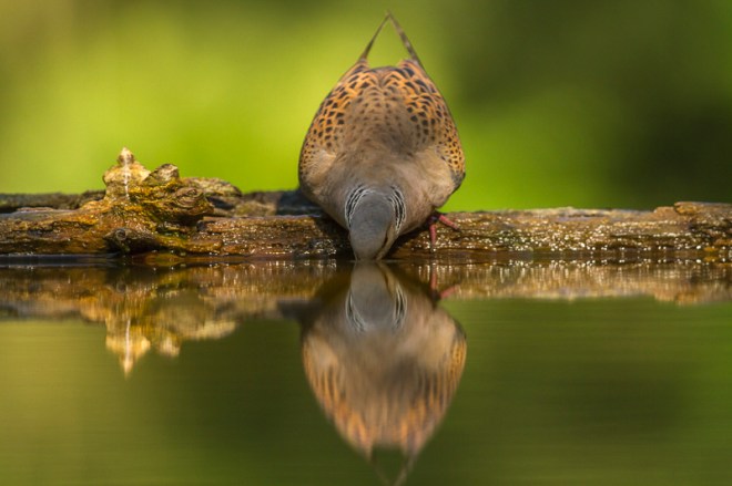 Tourterelle des bois - Vincent Rasson