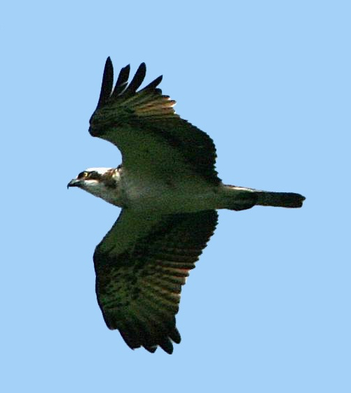 Balbuzard pêcheur - Pierre Melon - Reves