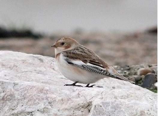 Bruant des neiges - Hervé Paques
