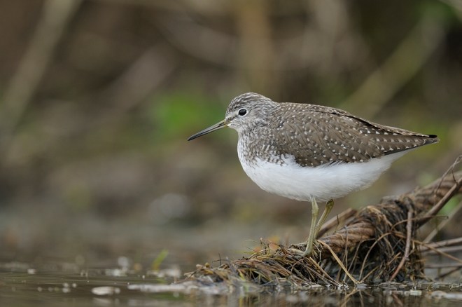 Chevalier ciul-blanc_Dimitri Crickillon