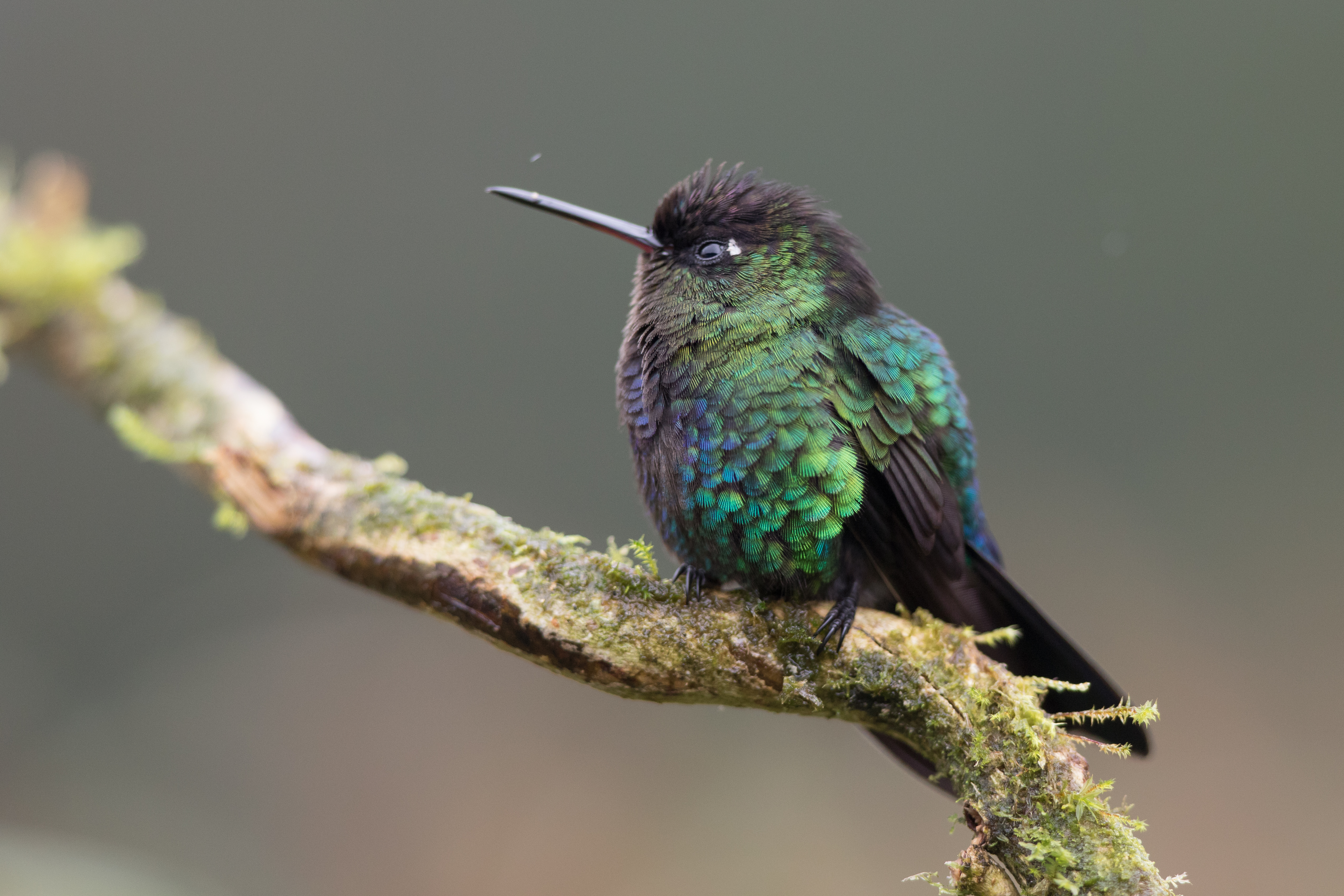 Colibri de Rivoli - Vincent Rasson