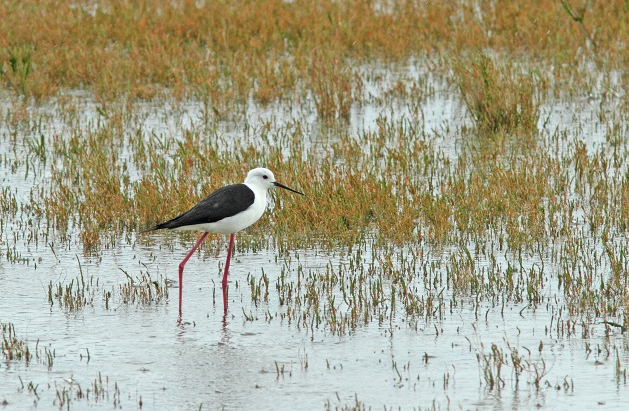 Echasse blanche-Thomas Robert