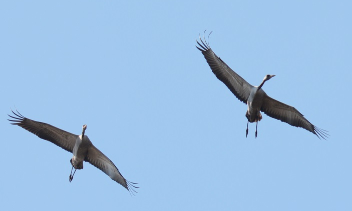 Grues cendr+®es-Didier Kint