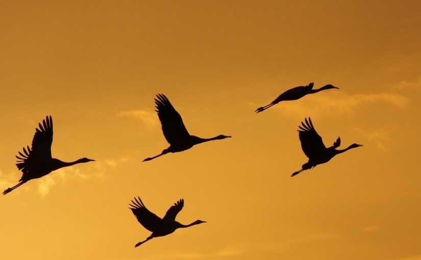 La migration en haute&nbsp;altitude