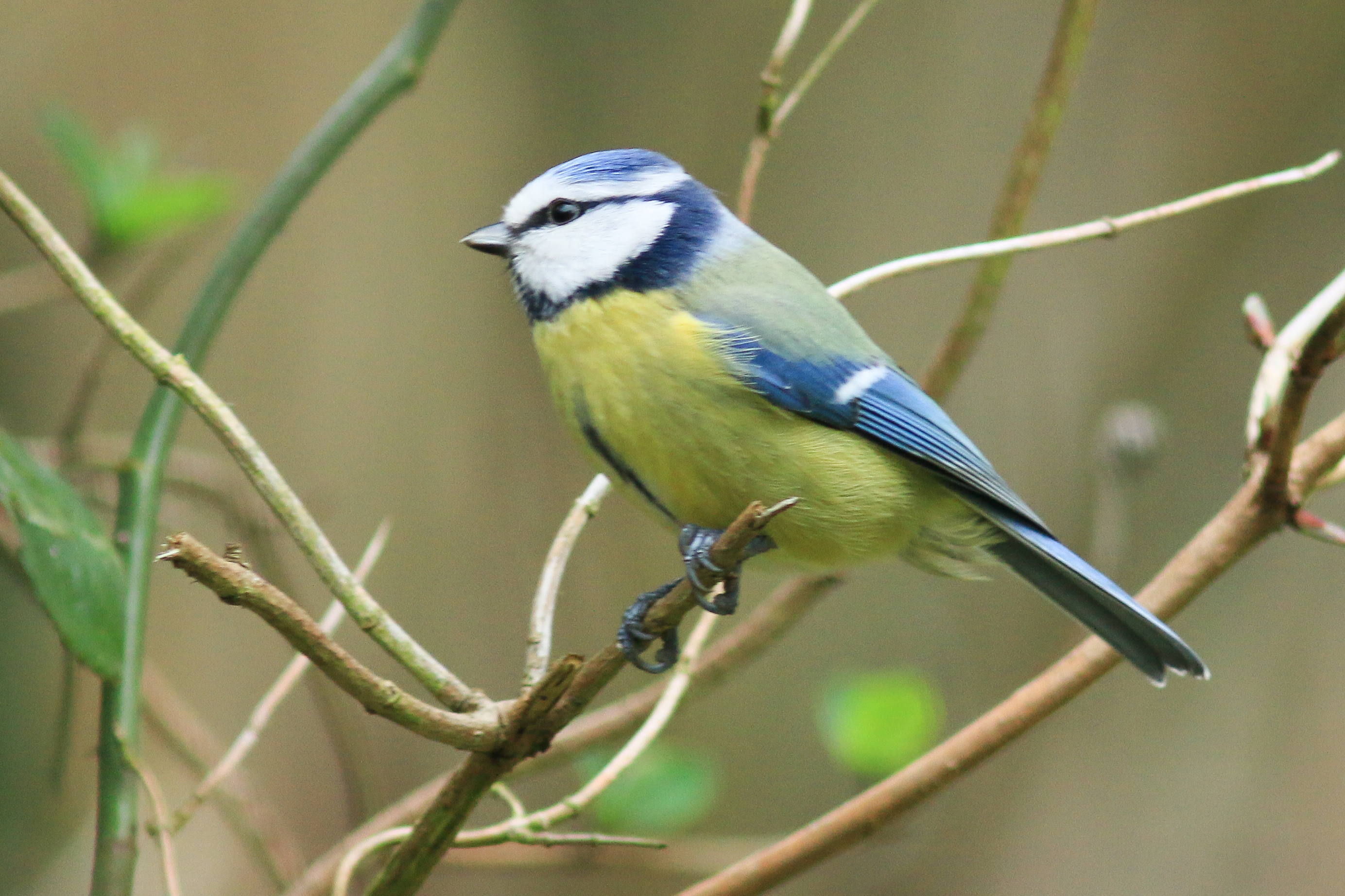 Mésange bleue - Bernard Danhaive - Rixensart