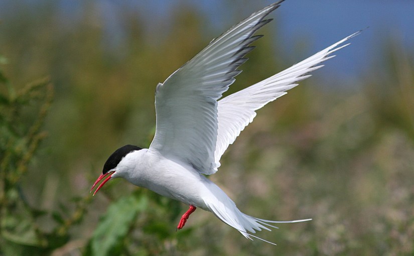 L&rsquo;intelligence des oiseaux&nbsp;(6)