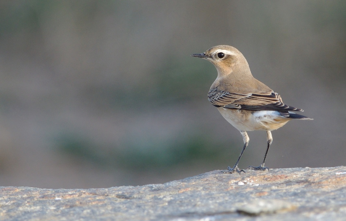 traquet_motteux_SELKE_Philippe