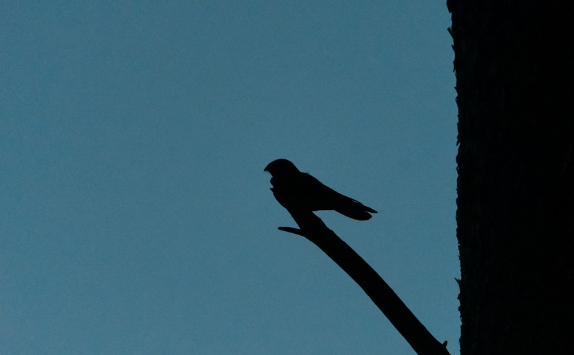 Soirées enchantées dans le Bois de la Bruyère du&nbsp;Sart