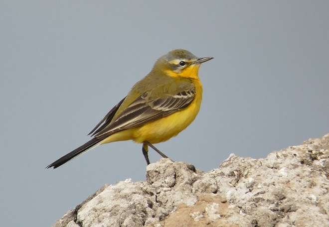 BERGERONNETTE_PRINTANIERE_OPHELYSSEM_24042016-Hervé Paques