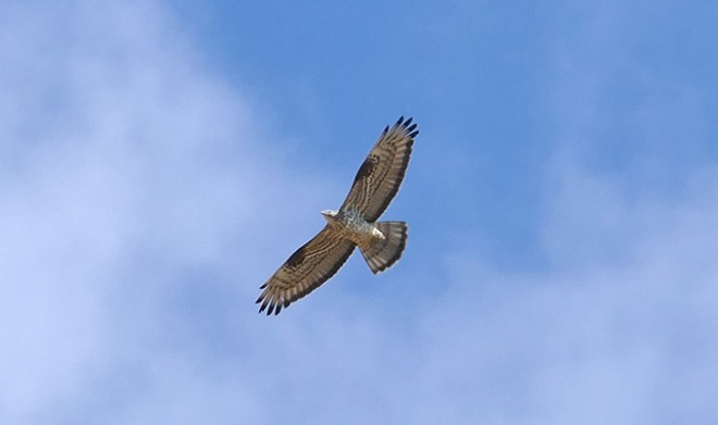 BONDREE_APIVORE_CELEYRAN_31072015-Hervé Paques