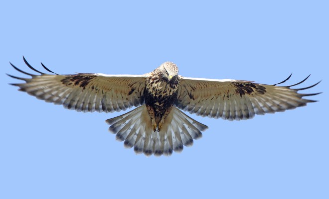 Buse pattue 20111119@Jules Fouarge