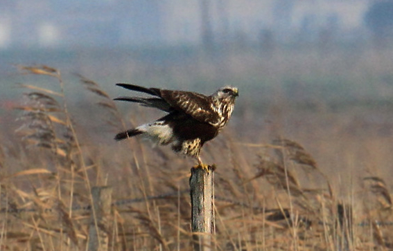 Buse pattue N10069@Charly Farinelle