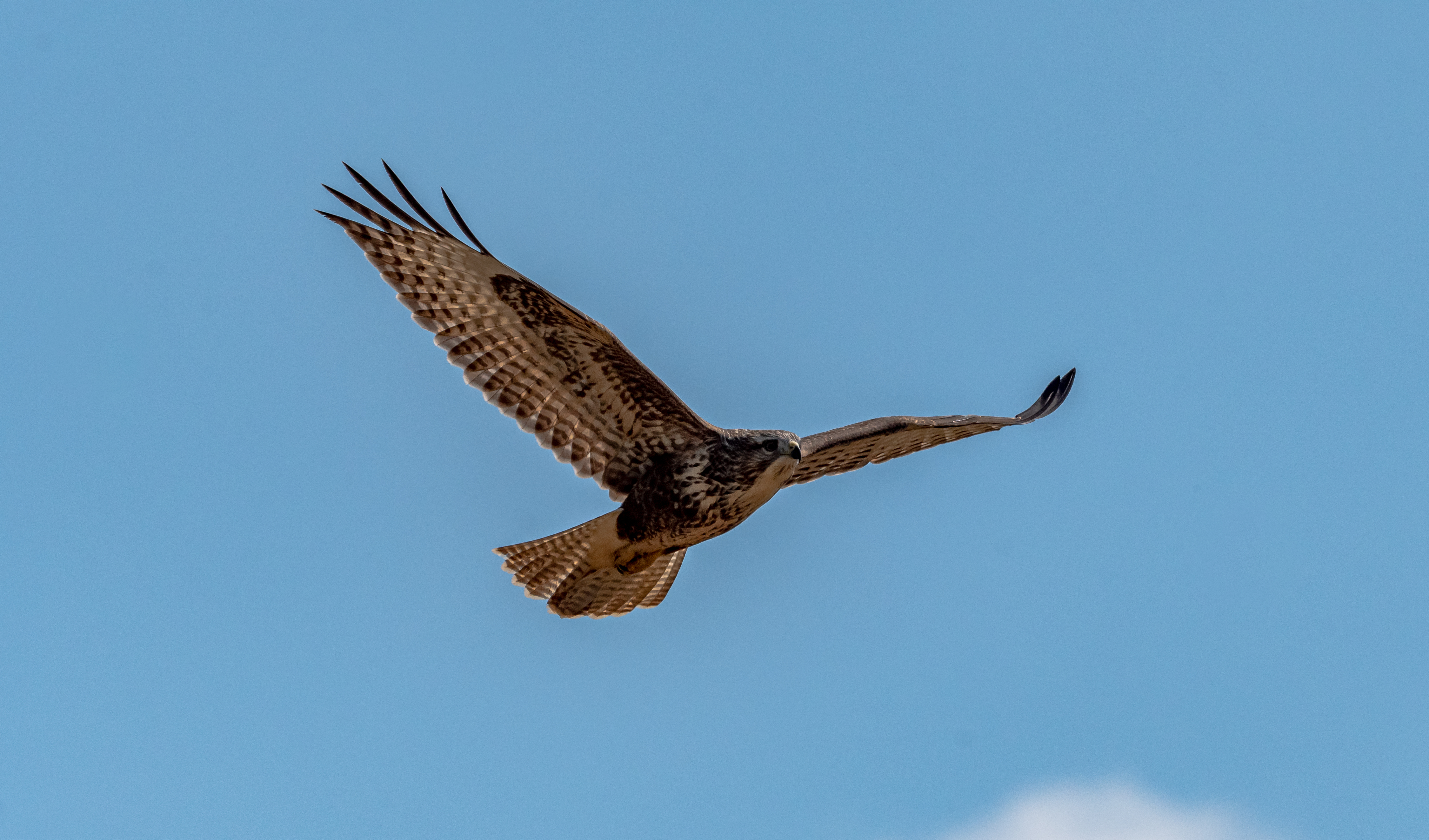 Buse variable D50_3119