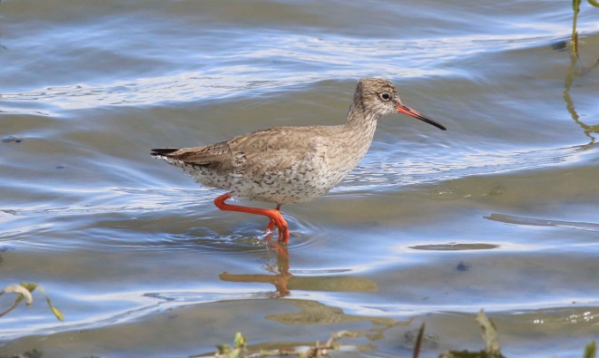Chevalier gambette - Thierry Maniquet