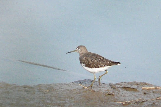 chevalier_culblanc_doiceau_22032010