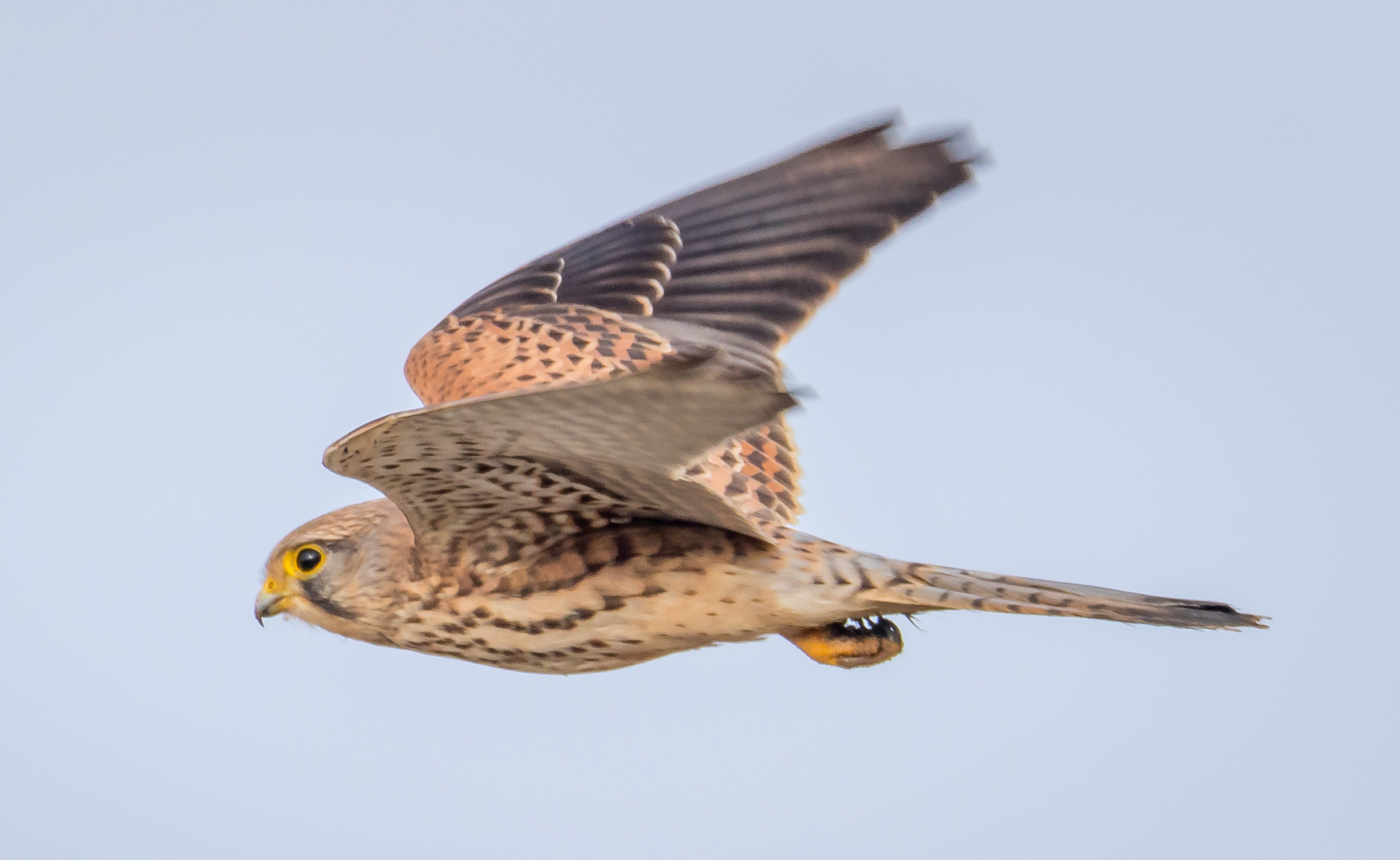 crecerelle 19122017-2017_12_190166