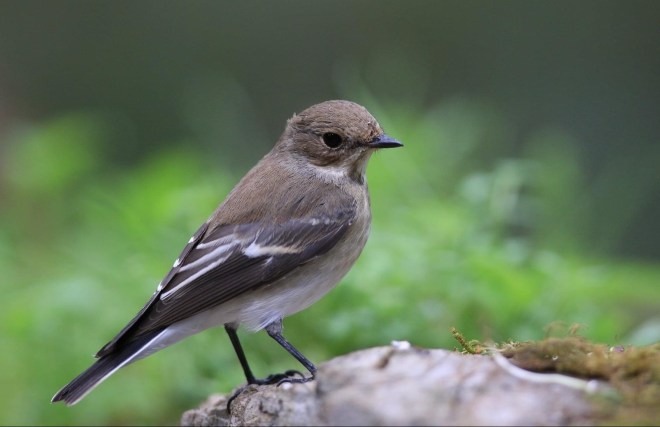 Gobemouche noir-Wavreille-Thierry Maniquet