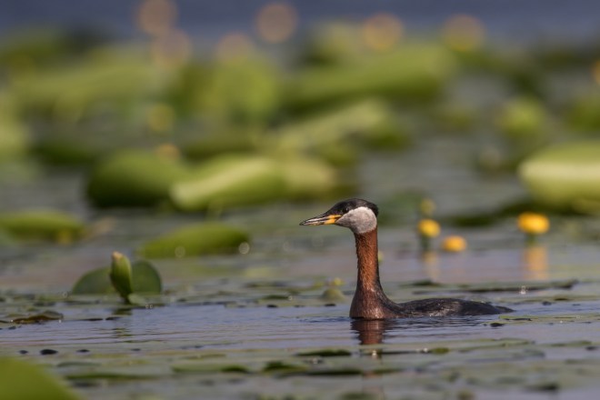 Grèbe jougris-VRasson