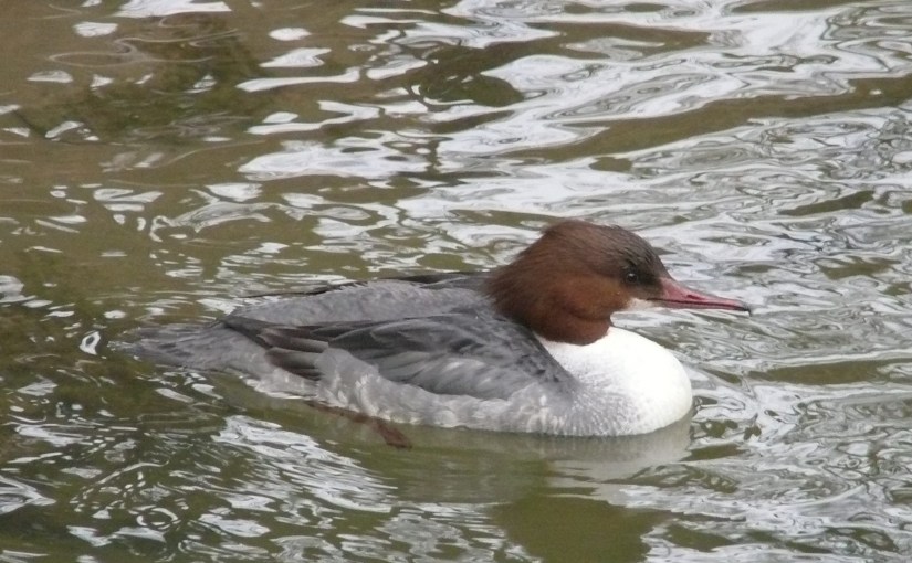Le Wal&rsquo;manach : Refuge au creux de&nbsp;l&rsquo;hiver