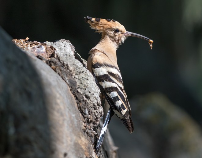 Huppe fasciée-VRasson