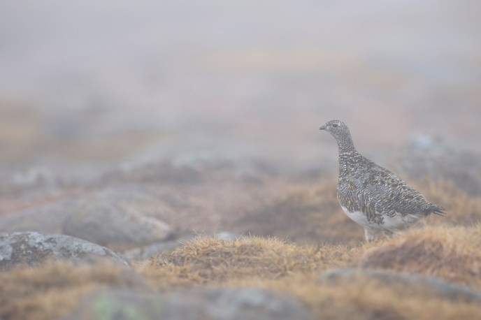 Lagopède alpin femelle - Dominique Duyck