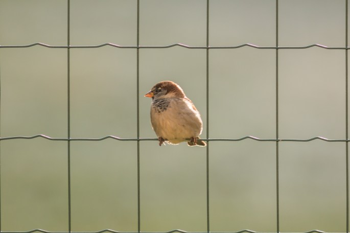 Moineau domestique - Bernard Danhaive
