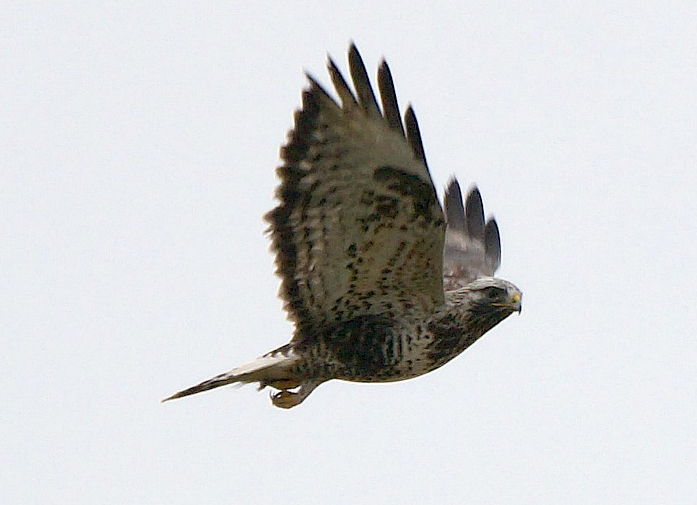 Hivernage de la Buse pattue à Opprebais l’hiver&nbsp;2013-2014
