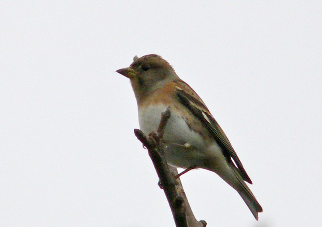 PINSON_DU_NORD_JODOIGNE