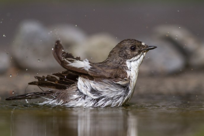 Gobemouche noir - Vincent Rasson - Villeroux