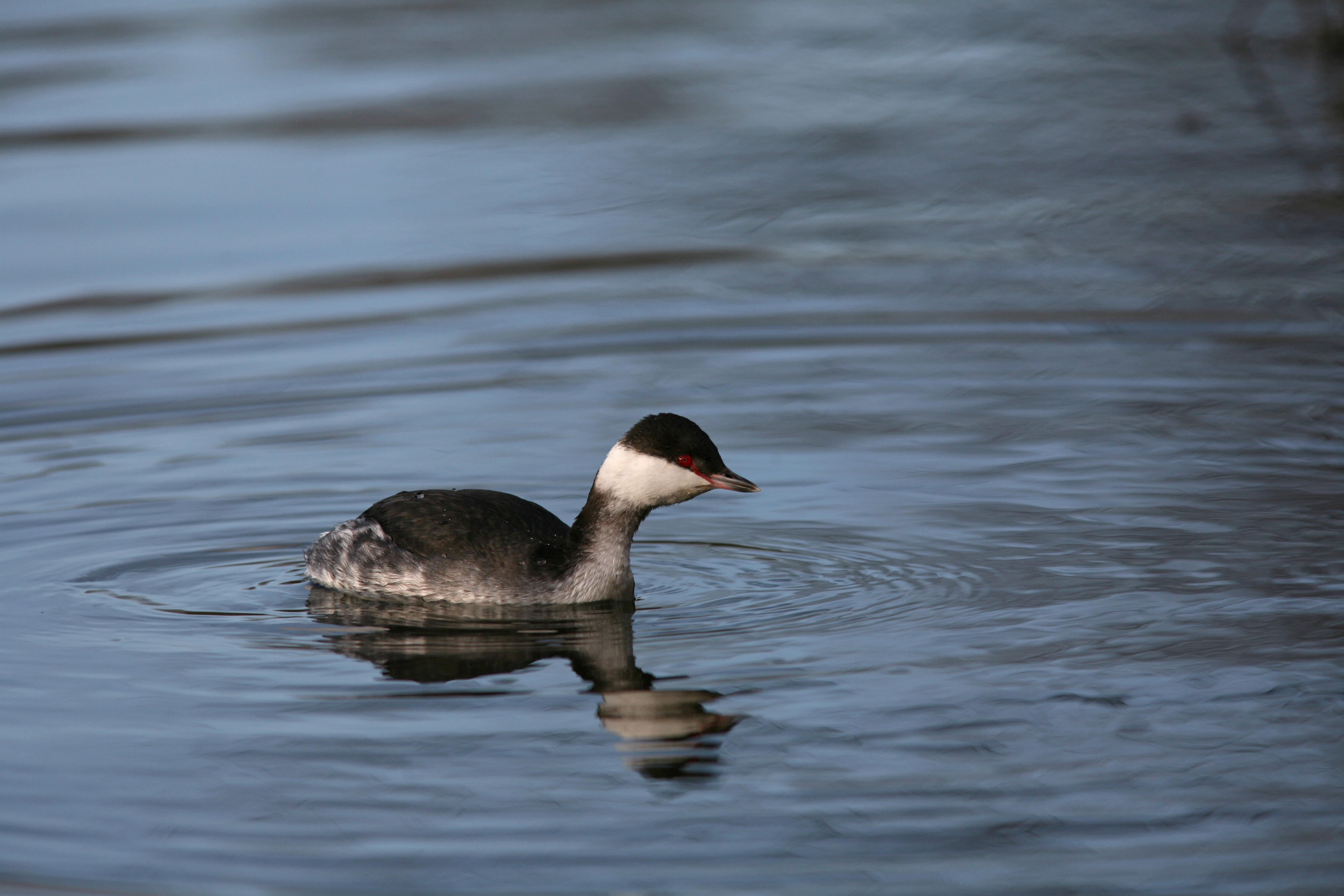Grebe esclavon 20051225@Gabriel Rasson