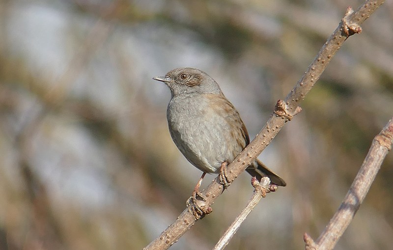 L&rsquo;Accenteur mouchet