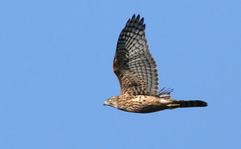 Fiche 88 :  L&rsquo;Autour des&nbsp;palombes