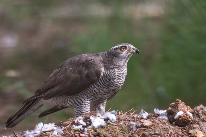 autour-VRasson-Kalmthout