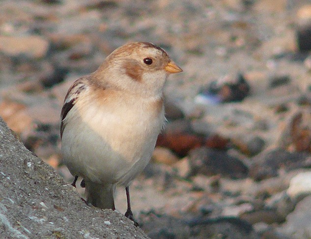BRUANT_DES_NEIGES_CLIPON_1_27092009-Hervé Paques