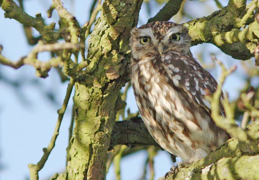 Fiche 16 :  La Chevêche&nbsp;d&rsquo;Athéna
