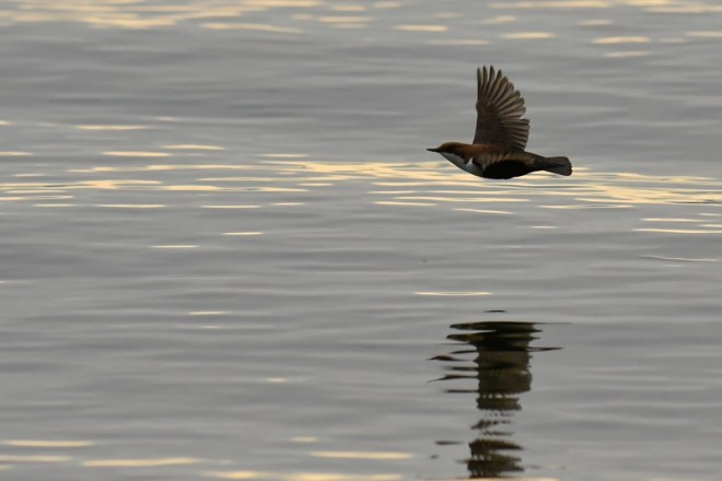 Cincle plongeur - Cinclus cinclus -Didier Kint